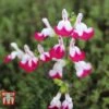 Salvia 'Cherry Lips' 2 Salvia 'Cherry Lips' -Garden Plants SALV ka8960 B