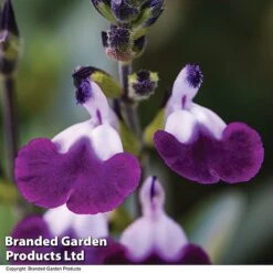 Salvia Lips Duo Collection -Garden Plants SALV AMETHLIPS T08825
