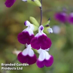 Salvia Lips Duo Collection -Garden Plants SALV AMETHYSTL S14577