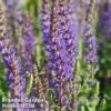 Salvia 'Blue Queen' -Garden Plants SALV BLUEQUEEN1