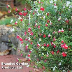 Salvia Lips Duo Collection -Garden Plants SALV HOTLIPS L09234