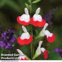 Salvia Lips Duo Collection -Garden Plants SALV HOTLIPS T08816