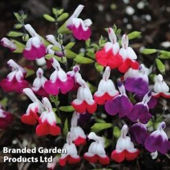 Salvia Lips Duo Collection -Garden Plants SALV LIPSMIXED S14193