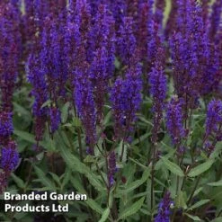 Perennial Eternal Flowering Collection 26 Perennial Eternal Flowering Collection -Garden Plants SALV SALVABLUE S364752021