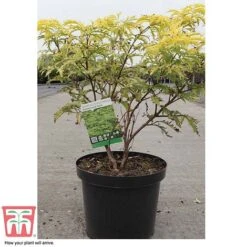 Sambucus Racemosa 'Sutherland Gold' -Garden Plants SAMB T58160 C