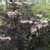 Sambucus Nigra F. Porphyrophylla 'Eva' 2 Sambucus Nigra F. Porphyrophylla 'Eva' -Garden Plants SAMB T62080 A h