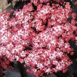 Sambucus Nigra F. Porphyrophylla 'Black Tower' -Garden Plants SAMB T62582 B h