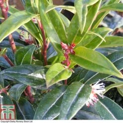 Sarcococca Hookeriana 'Winter Gem' -Garden Plants SARC T80332 A