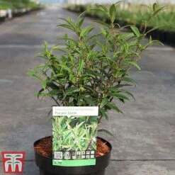 Sarcococca Hookeriana Var. Digyna 'Purple Stem' -Garden Plants SARC TKA3508 A