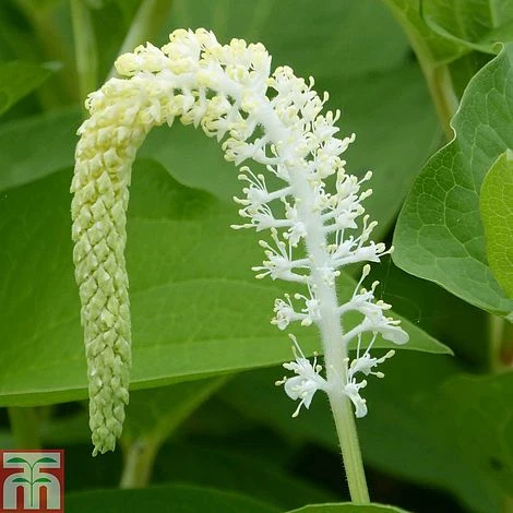 Saururus Cernuus (Marginal Aquatic) 3 Saururus Cernuus (Marginal Aquatic)
