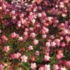 Saxifraga 'Peter Pan' -Garden Plants SAXI T58440 A h