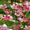 Saxifraga Arendsii 'Mossy Purple' -Garden Plants SAXI MOSSYPURP1