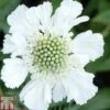 Scabious Caucasica Var. Alba -Garden Plants SCAB T82188 A