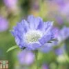Scabious Caucasica -Garden Plants SCAB T82190 A