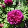 Rose 'Scented Double Purple' -Garden Plants SCEN 02773 A1