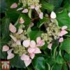 Schizophragma Hydrangeoides 'Rose Sensation'