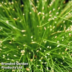 Colourful Ornamental Grass Collection -Garden Plants SCIR CERNUUS W48107