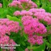 Sedum Spectabile 'Brilliant' -Garden Plants SEDU KA6293 A