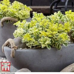 Sedum Takesimense 'Atlantis' -Garden Plants SEDU KB1354 A