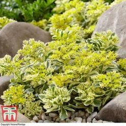 Sedum Takesimense 'Atlantis' -Garden Plants SEDU KB1354 B