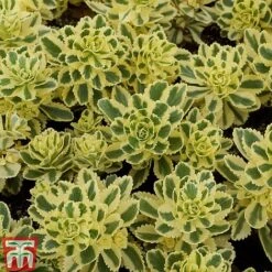 Sedum Takesimense 'Atlantis' -Garden Plants SEDU KB1354 C1
