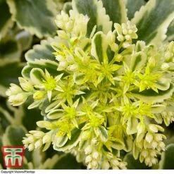 Sedum Takesimense 'Atlantis' -Garden Plants SEDU KB1354 D