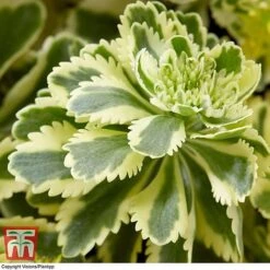 Sedum Takesimense 'Atlantis' -Garden Plants SEDU KB1354 E