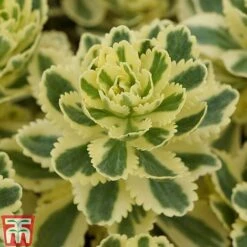 Sedum Takesimense 'Atlantis' -Garden Plants SEDU KB1354 F1