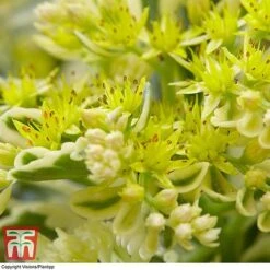 Sedum Takesimense 'Atlantis' -Garden Plants SEDU KB1354 G