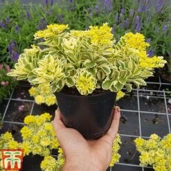 Sedum Takesimense 'Atlantis' -Garden Plants SEDU KB1354 H1