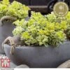Sedum Takesimense 'Atlantis' -Garden Plants SEDU KB1354 H2