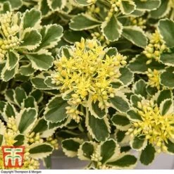 Sedum Takesimense 'Atlantis' -Garden Plants SEDU KB1354 H3