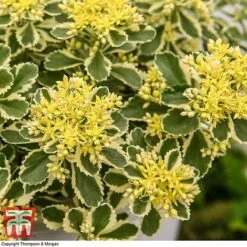 Sedum Takesimense 'Atlantis' -Garden Plants SEDU KB1354 I