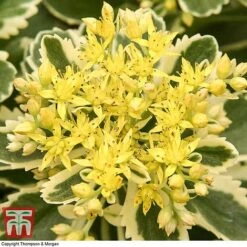 Sedum Takesimense 'Atlantis' -Garden Plants SEDU KB1354 J