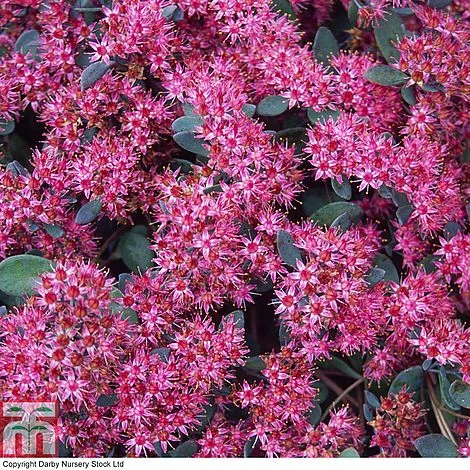 Sedum Ewersii Var. Homophyllum 'Rosenteppich' 4 Sedum Ewersii Var. Homophyllum 'Rosenteppich' - Image 2