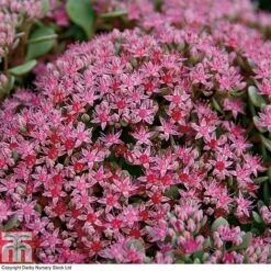 Sedum Ewersii Var. Homophyllum 'Rosenteppich' 9 Sedum Ewersii Var. Homophyllum 'Rosenteppich' -Garden Plants SEDU T80335 C