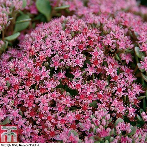 Sedum Ewersii Var. Homophyllum 'Rosenteppich' 6 Sedum Ewersii Var. Homophyllum 'Rosenteppich' - Image 4