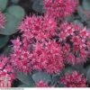 Sedum Ewersii Var. Homophyllum 'Rosenteppich' -Garden Plants SEDU T80335 D