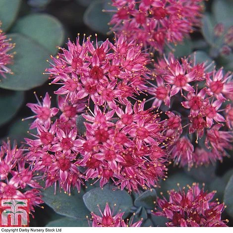 Sedum Ewersii Var. Homophyllum 'Rosenteppich' 3 Sedum Ewersii Var. Homophyllum 'Rosenteppich'