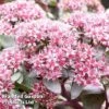 Sedum Telephium 'Chocolate' -Garden Plants SEDU TELECHOCO KC9143