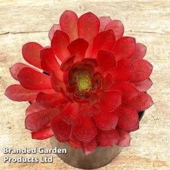 Semponium 'Sienna' -Garden Plants SEMP SIENNA H43961