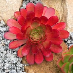 Semponium 'Sienna' -Garden Plants SEMP SIENNA H439631