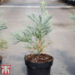 Sequoiadendron Giganteum 'Glaucum' -Garden Plants SEQU TKA3520 A