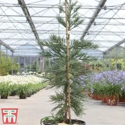 Sequoiadendron Giganteum 'Glaucum' -Garden Plants SEQU TKA3520 B