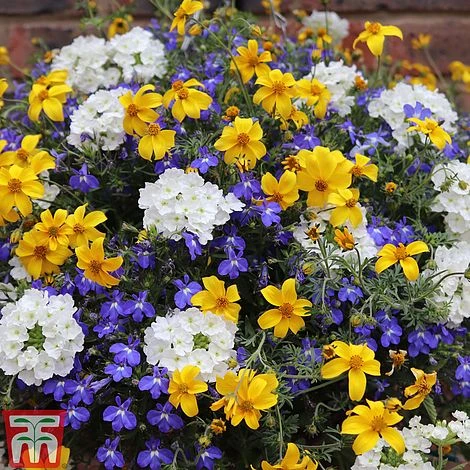 Sherbet Lemon 3 Sherbet Lemon