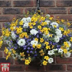 New Release -Garden Plants SHER T47646 B