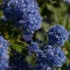 Ceanothus 'Southmead' -Garden Plants SHR0012 1