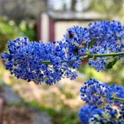 Ceanothus 'Southmead' -Garden Plants SHR0012 3