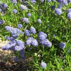 Ceanothus 'Southmead' -Garden Plants SHR0012 5