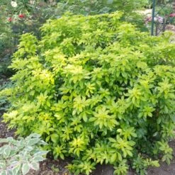Best Shrubs For Borders -Garden Plants SHR0015 2 c07024a9 fbf3 4ac2 96eb 743e2a689be9